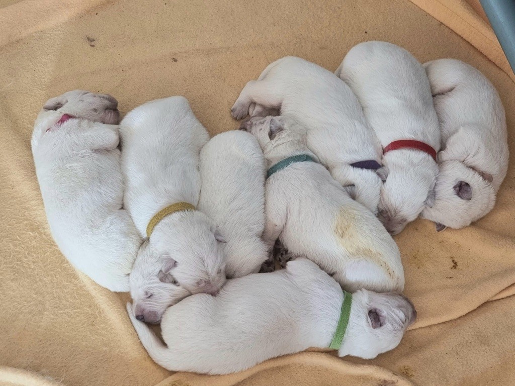 chiot Berger Blanc Suisse Du Petit Mas Des Cailloux