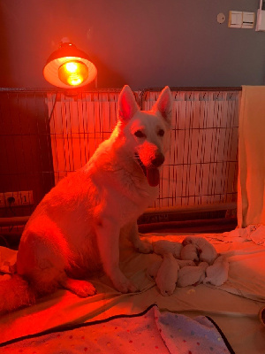 Du Petit Mas Des Cailloux - Berger Blanc Suisse - Portée née le 25/10/2024