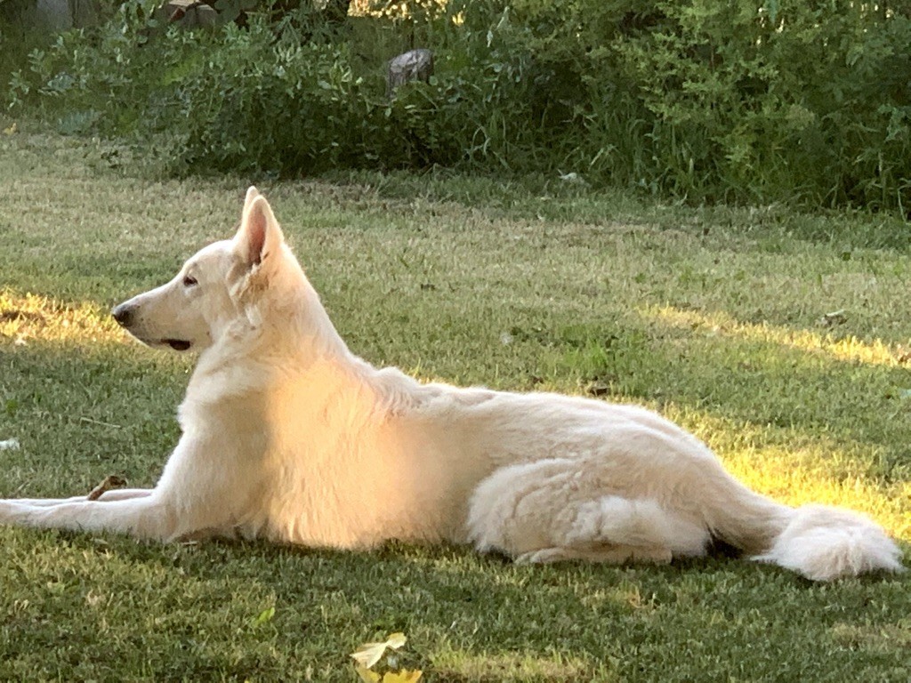 Sheyenne du plateau ardennais