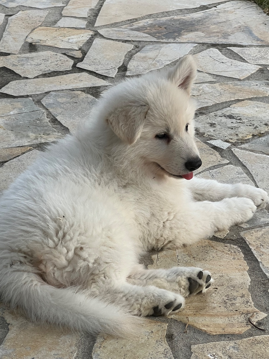 Du Petit Mas Des Cailloux - Berger Blanc Suisse - Portée née le 19/06/2026